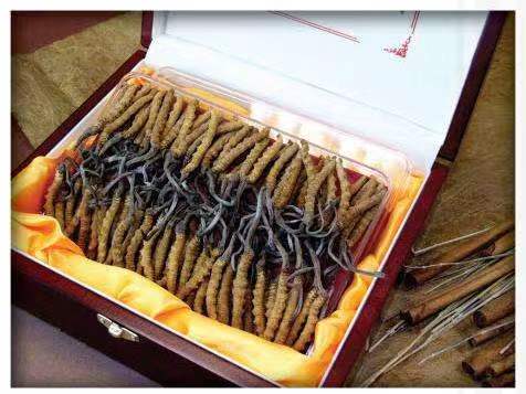 玛纳斯冬虫夏草回收